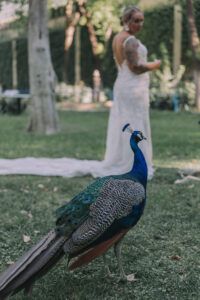 fotógrafo de boda en Hotel Alfonso XIII